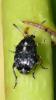 Bruchus sp.